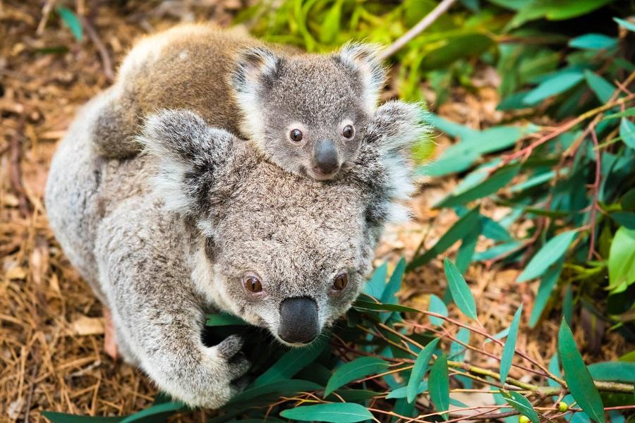 Brisbane Australia