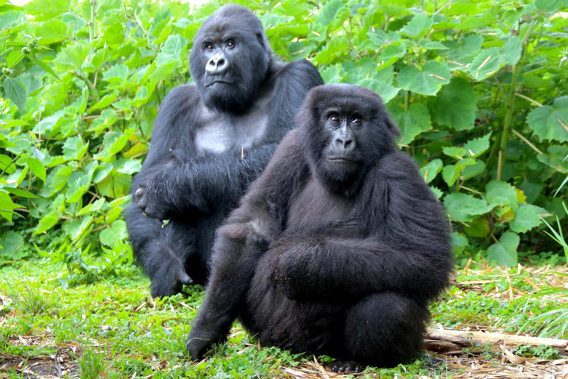 Uganda Gorilla National Park