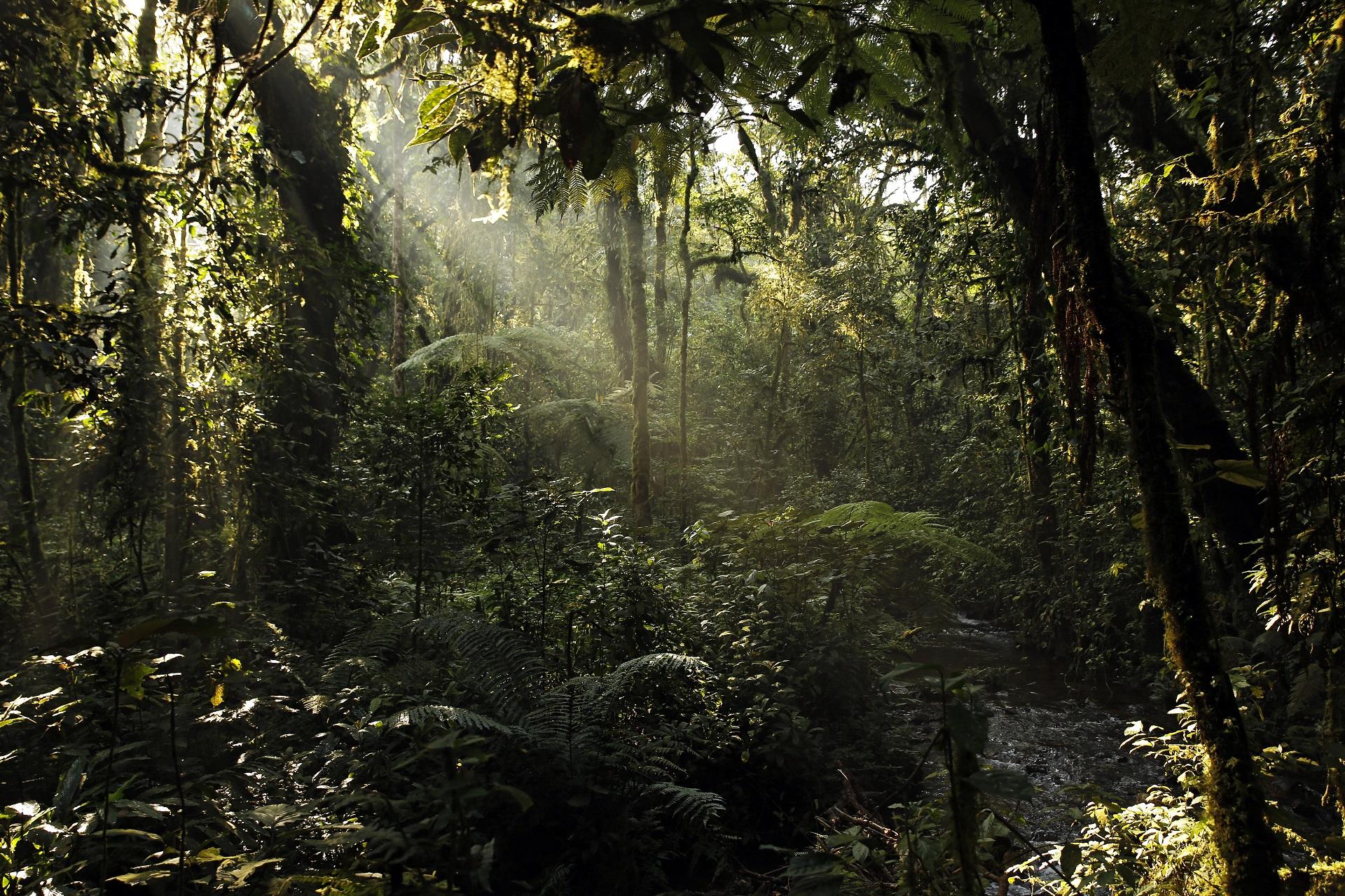 Uganda Bwindi National Park