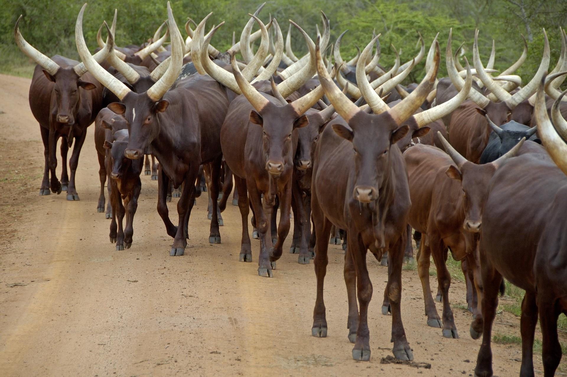 Uganda Cow Horns