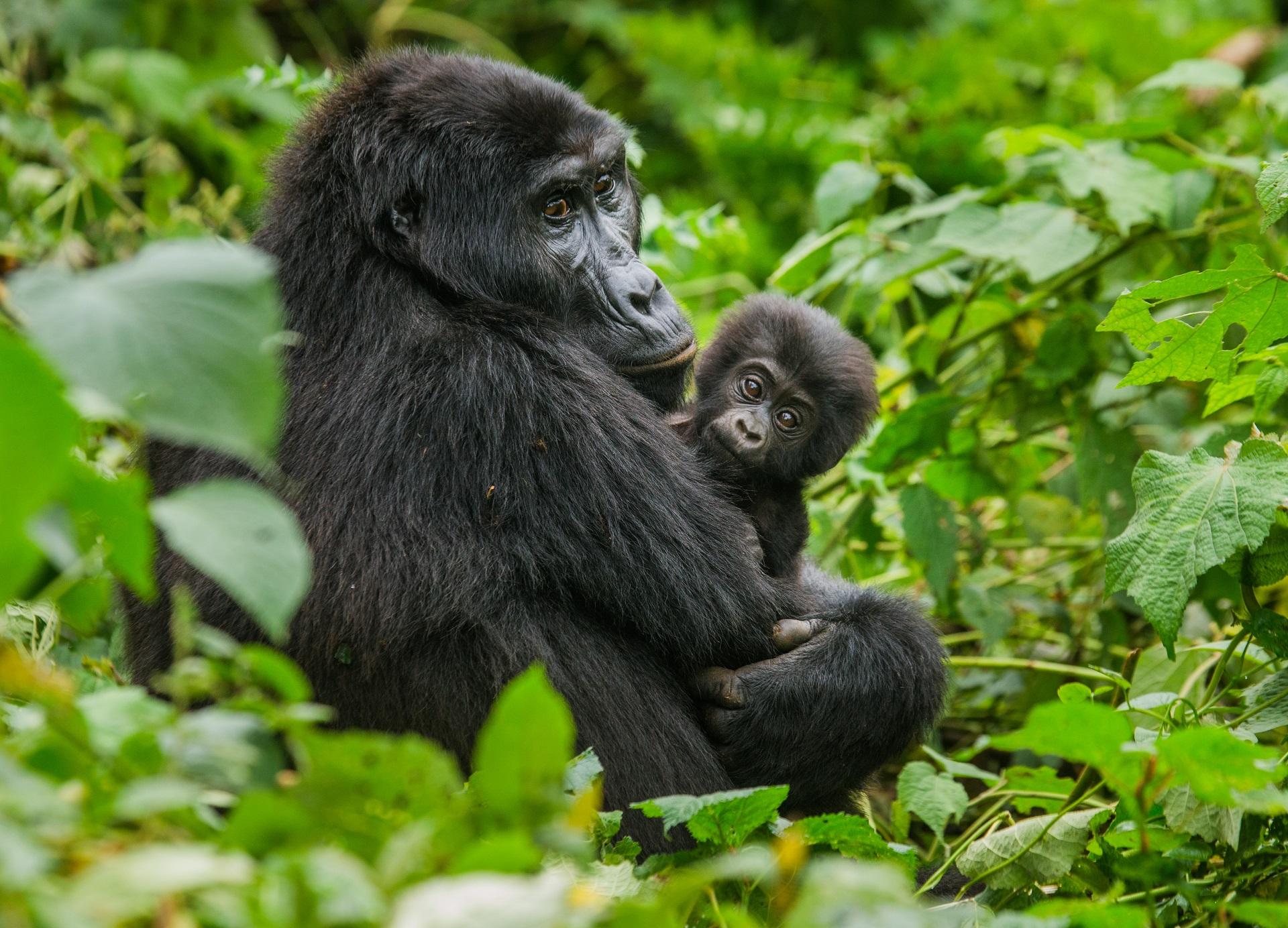 Uganda Gorilla Baby