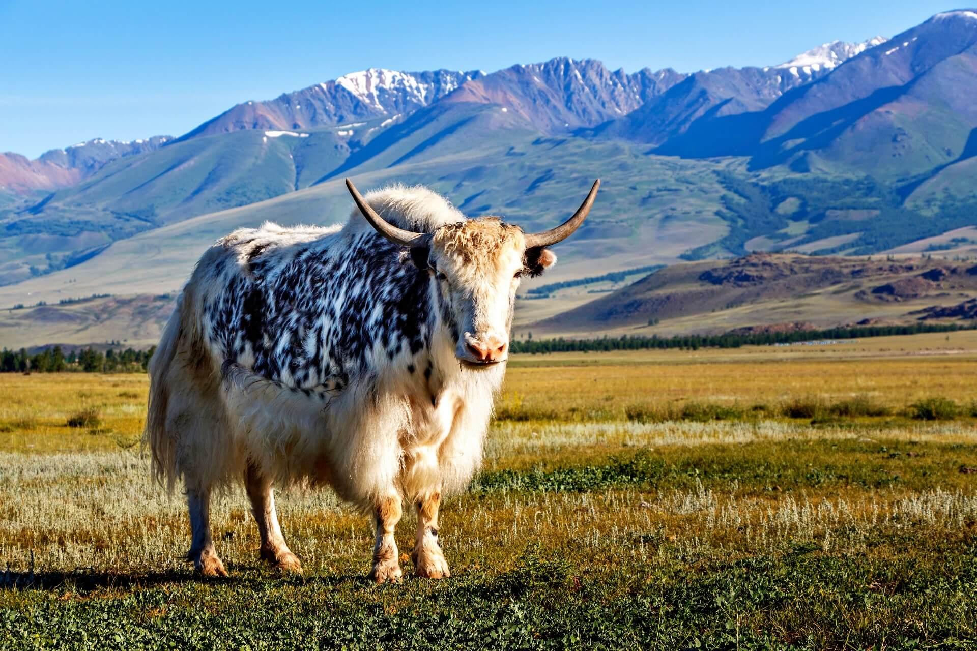 A yak in Nepal.