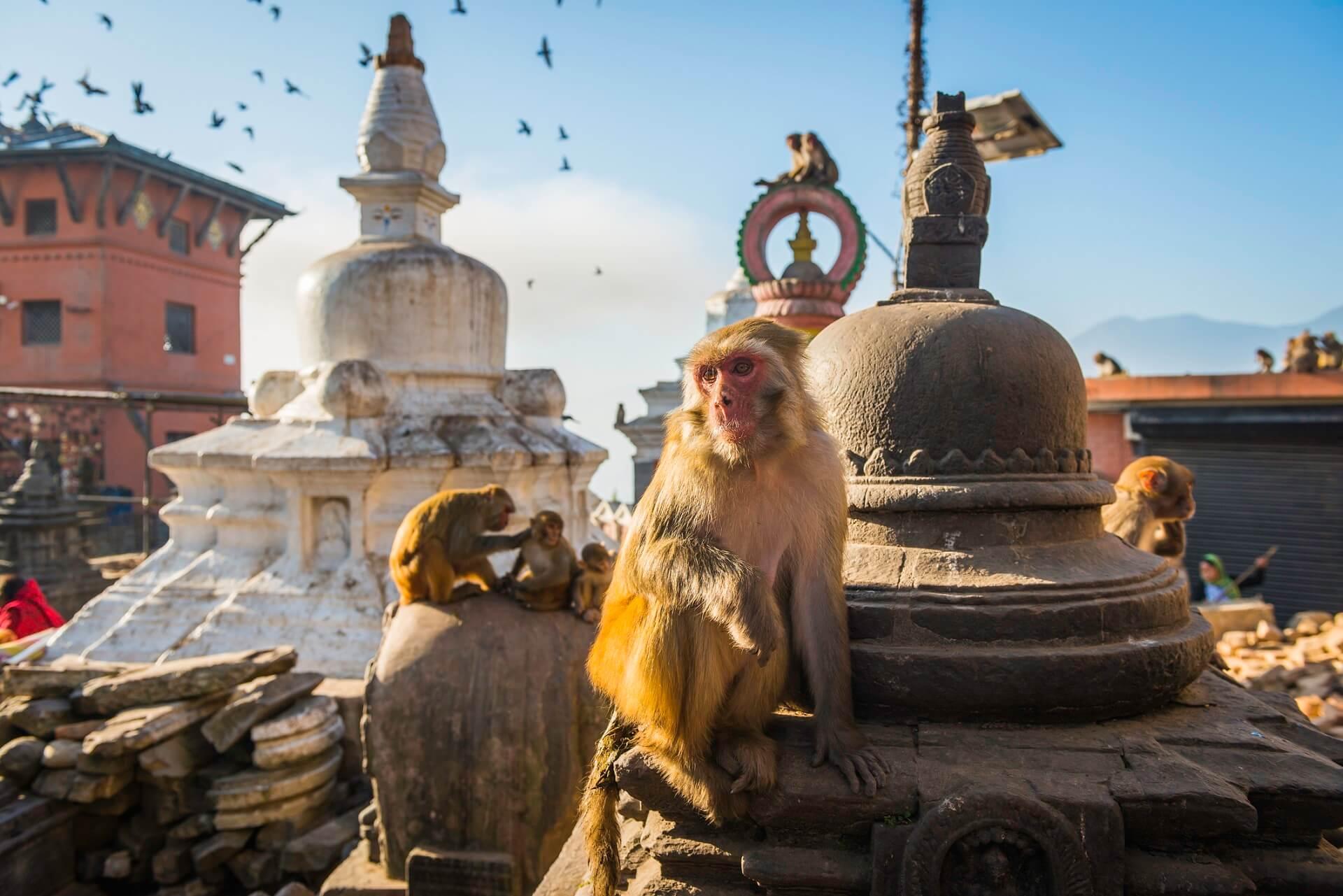 The Monkey Temple in Kathmandu.
