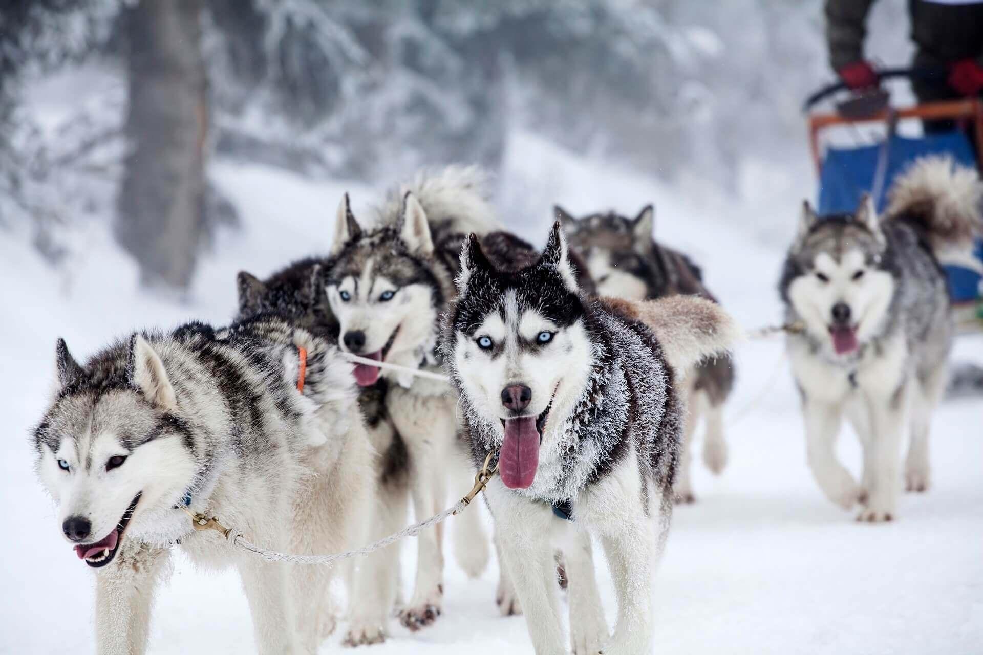 Dog sledding in Alaska