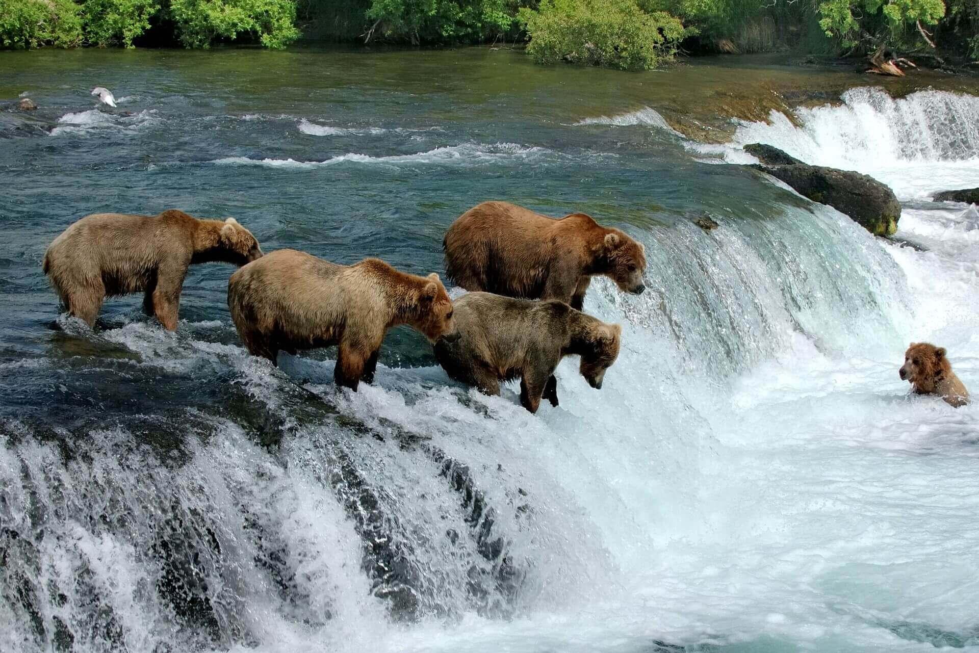 Bears on Kodiak Island