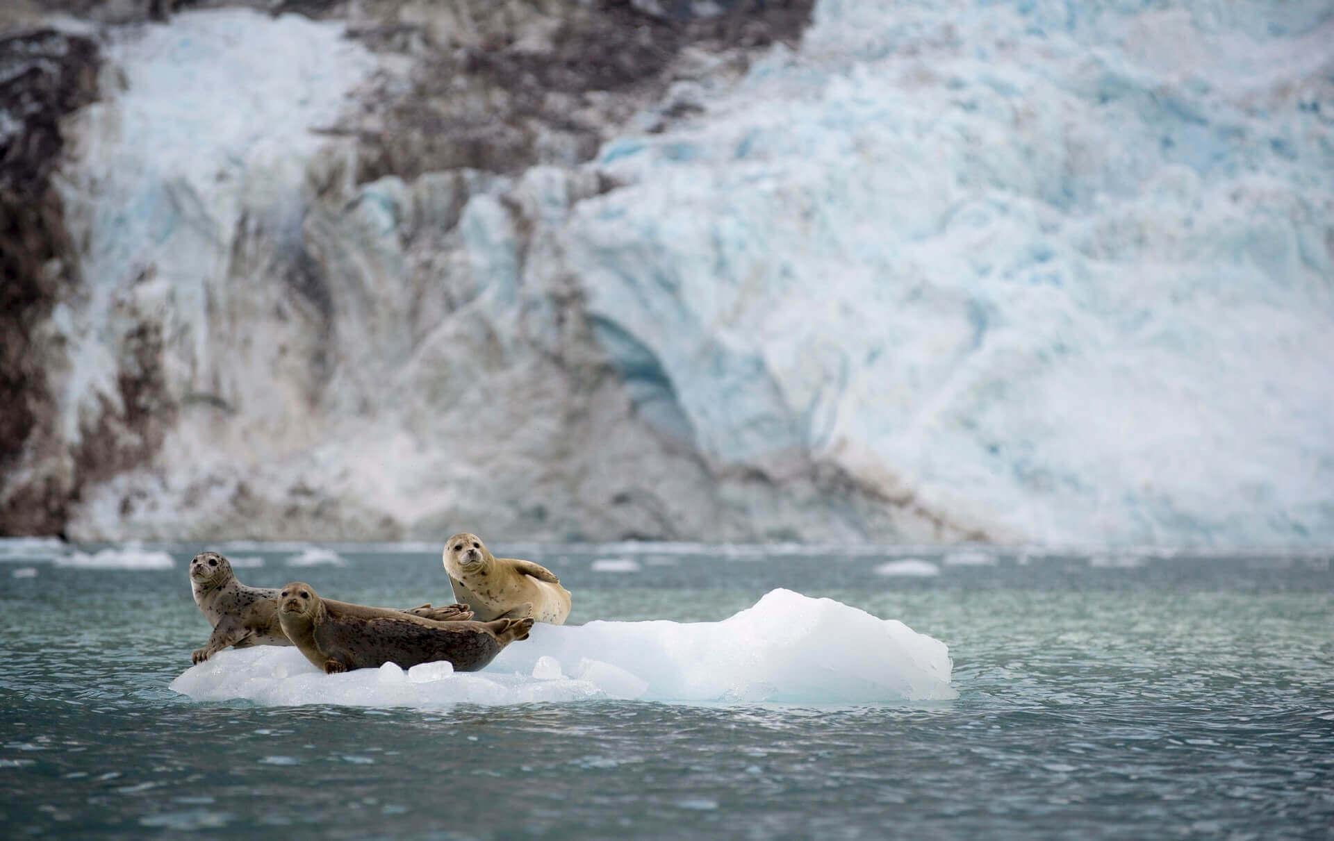 Glacier Bay National Park in Alaska