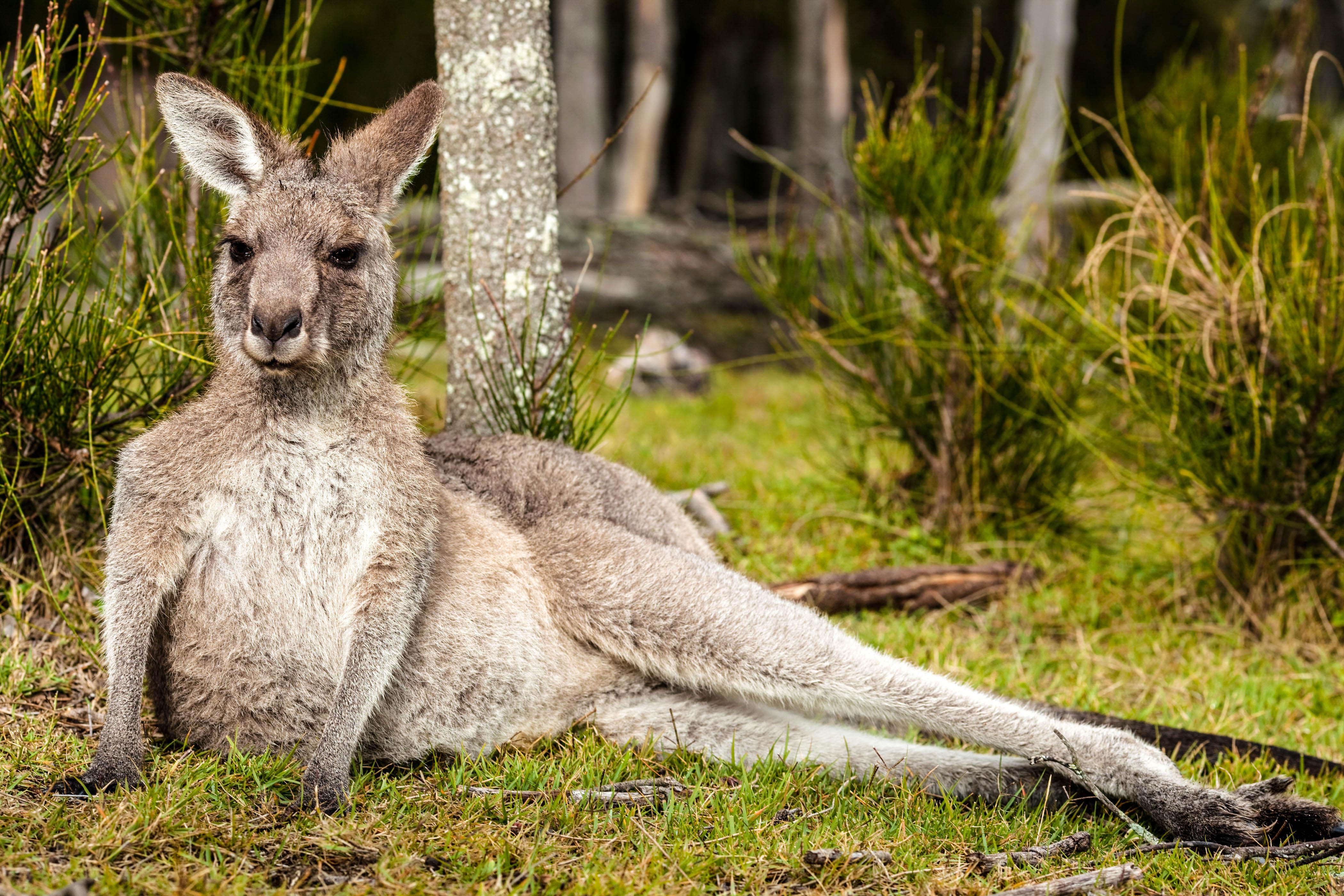 National Animal of Australia Kangaroo