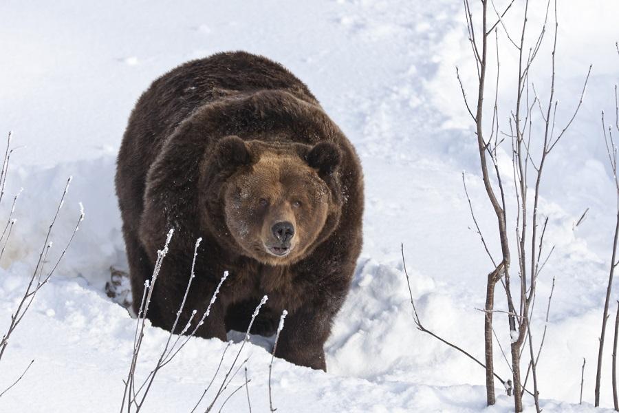 Bear in Ranua Wildlife Park, Finland
