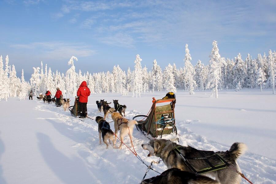 Husky Dog Sledding in Finland