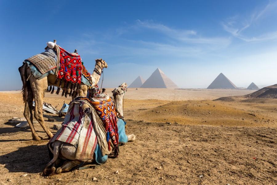Two camels in the desert, with the Pyramids of Giza in the background.