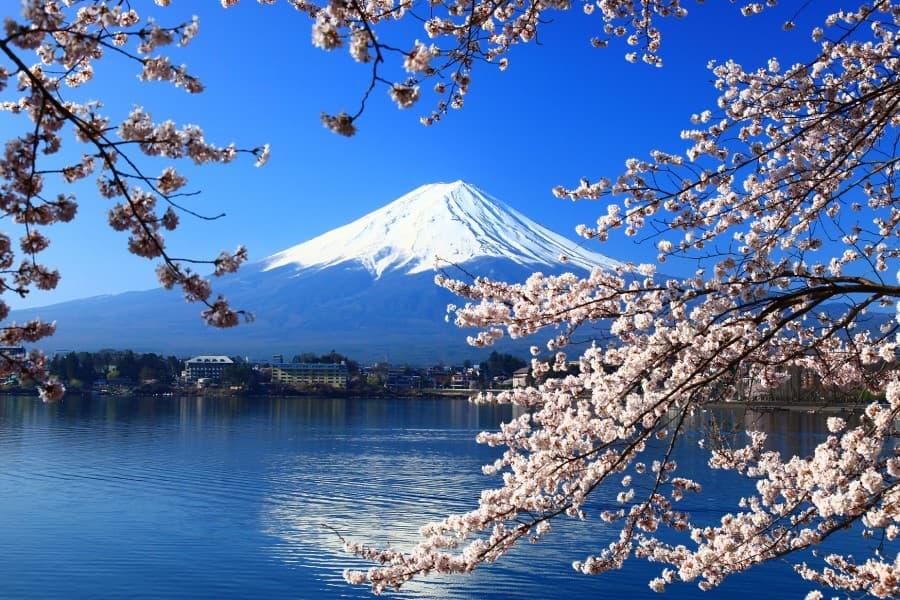 Cherry blossoms also bloom beautifully at Mount Fuji in Japan