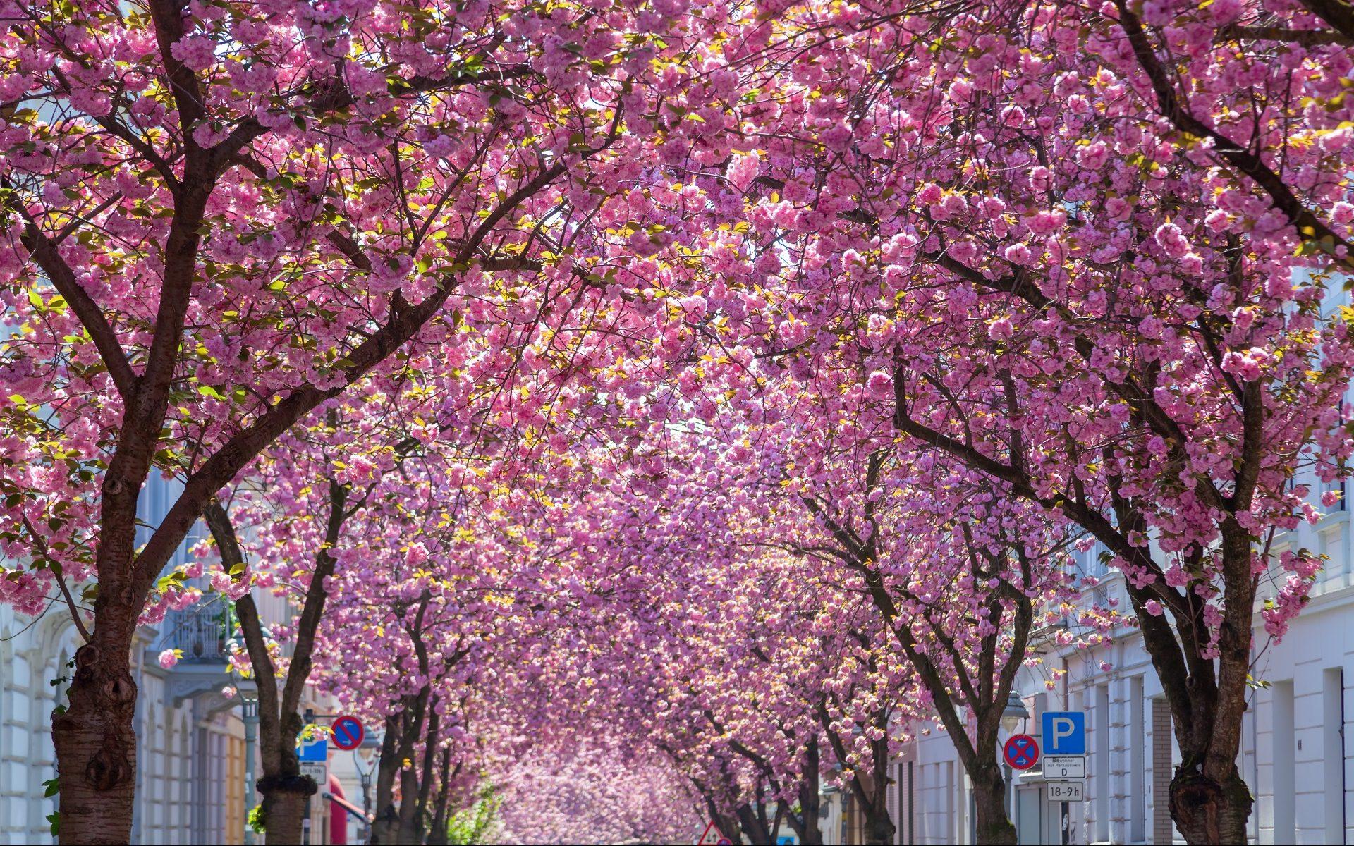 In Bonn, you will be greeted by the wonderfully pink cherry blossom splendor