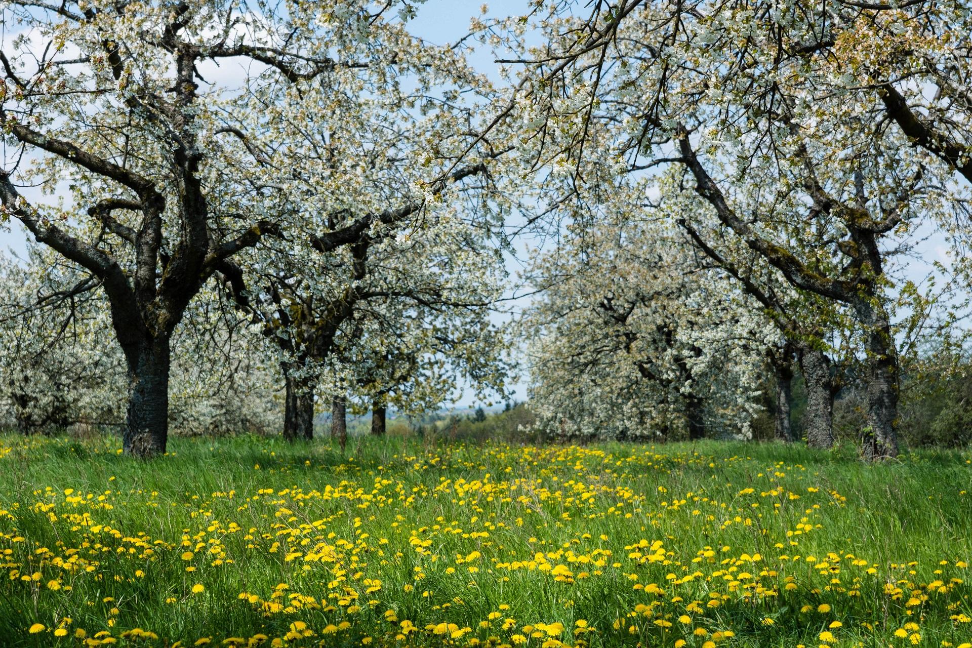 The cherry blossoms in Franconian Switzerland bloom in bright white