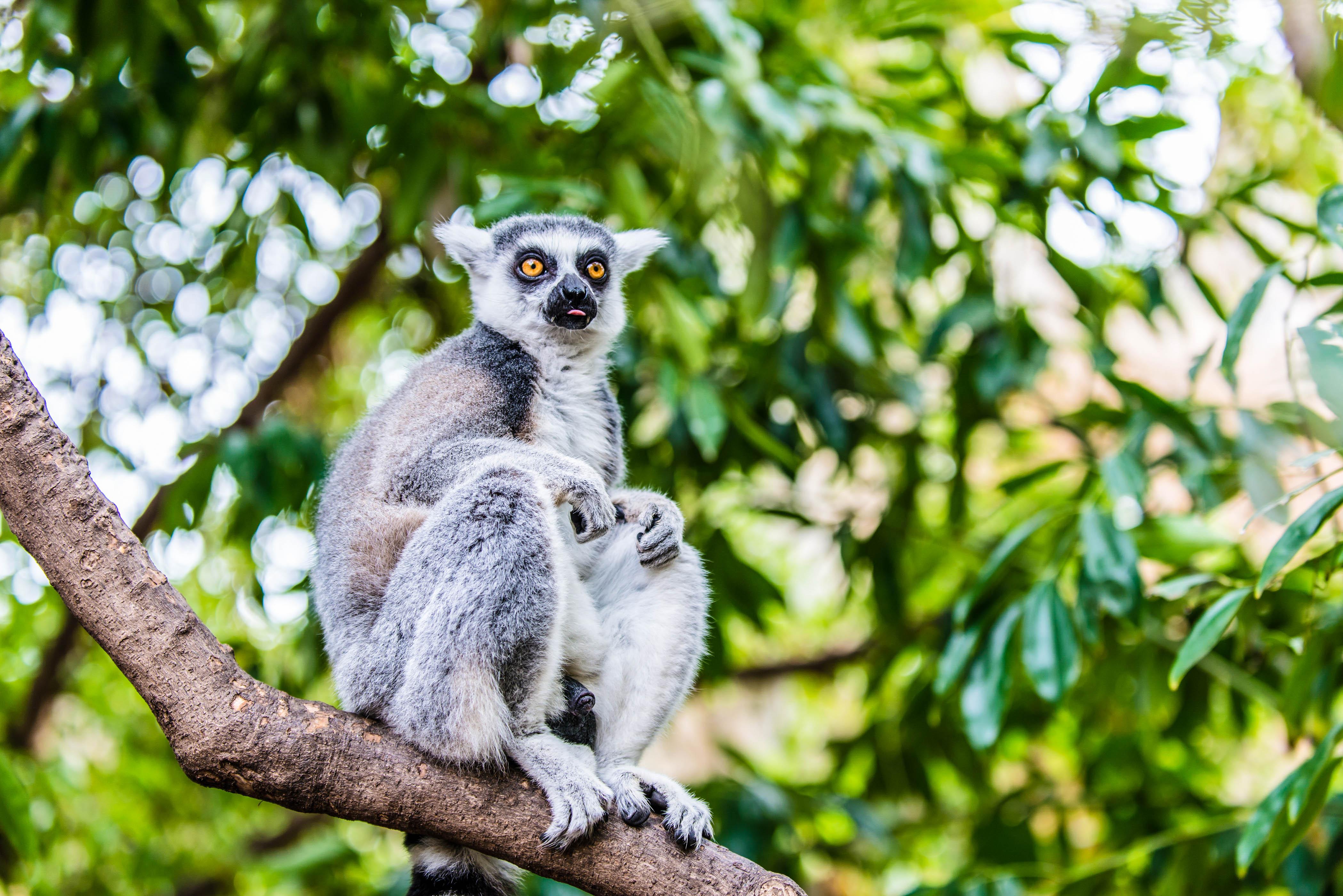 Madagascar Lemur