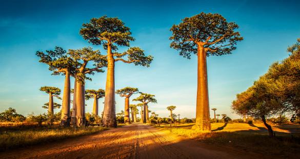 Madagascar Tips