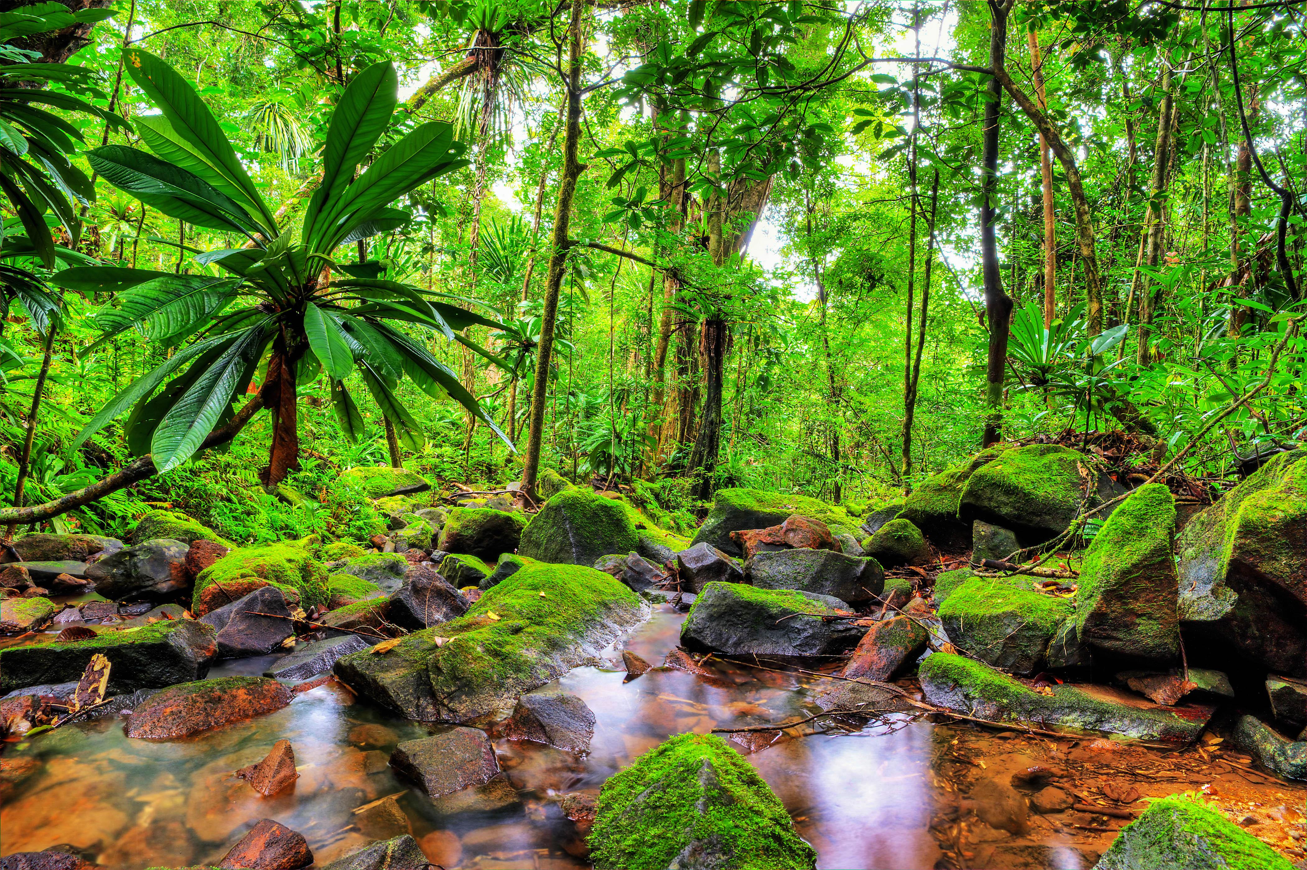 Madagascar Jungle
