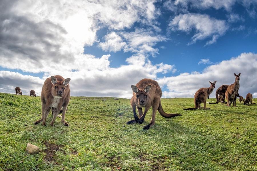 Kangaroos-while-looking-at-you-at-sunset-in-kangaroo-island_shutterstock_321961703