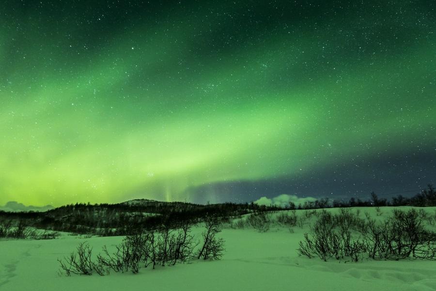 Northern lights above trees in a winter landscape.