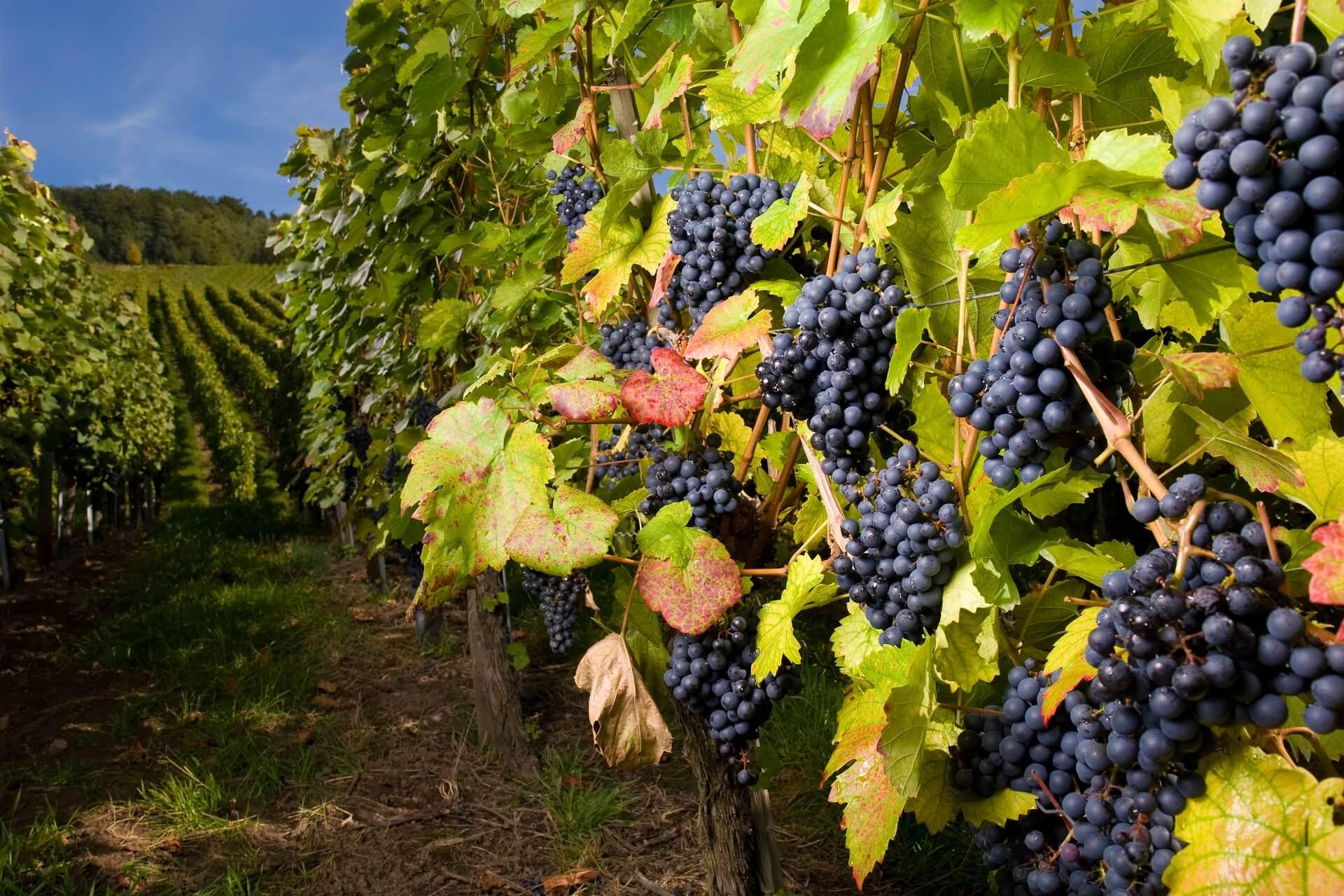 Pinot gris vines in Okanagan, BC