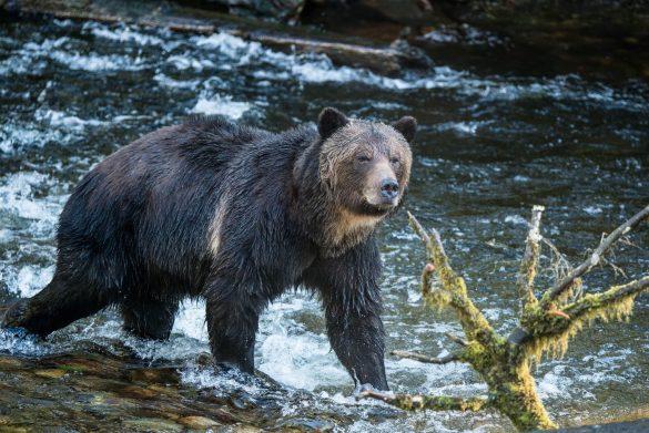 Bear on Vancouver Island