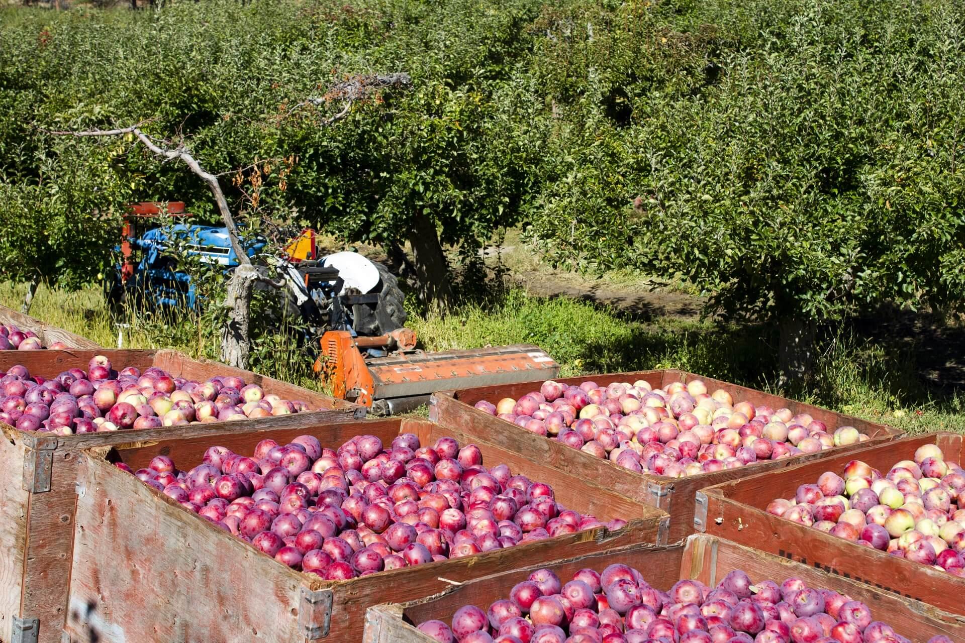 Fruit orchard in Okanagan Valley