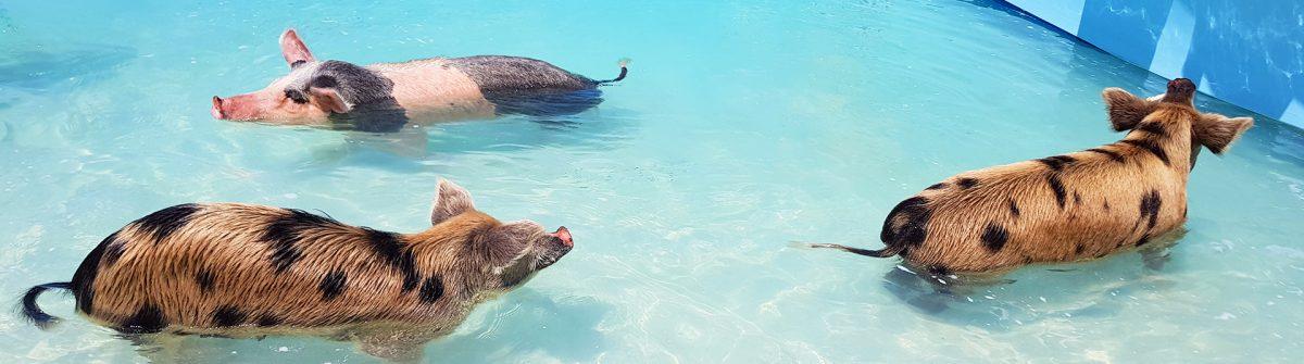 Swimming pigs in the Bahamas