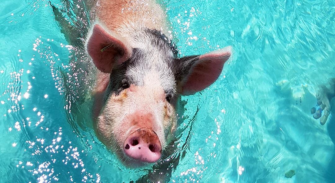 Swimming pigs in the Bahamas