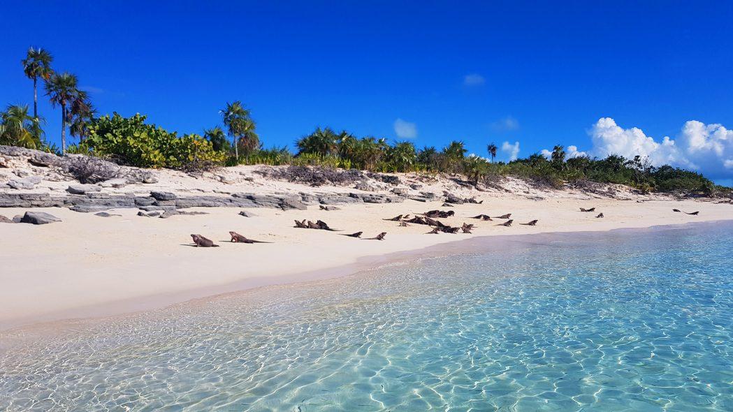 Iguanas on the Exumas