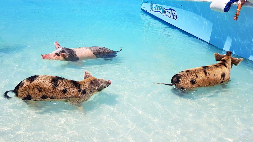 Swimming pigs in the Bahamas