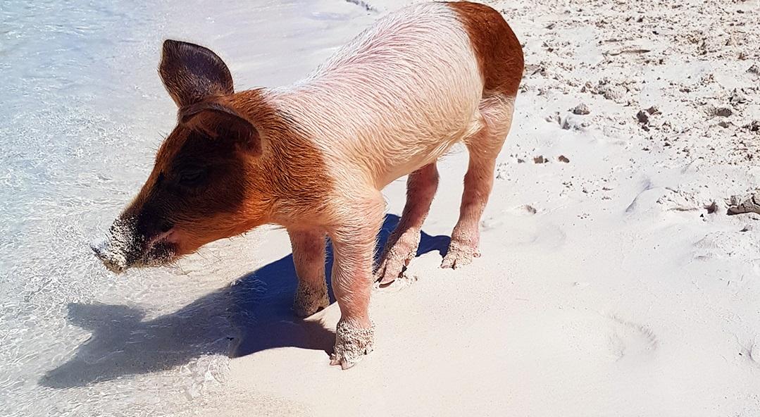 Pig on the beach of Big Major Cay