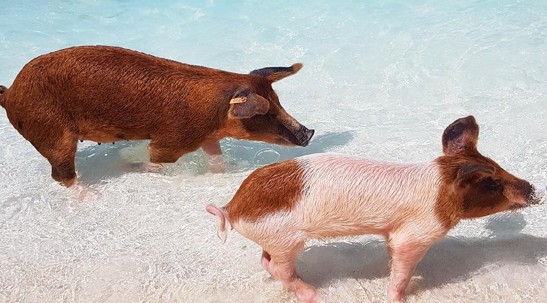 Two small pigs on the beach of Big Major Cay