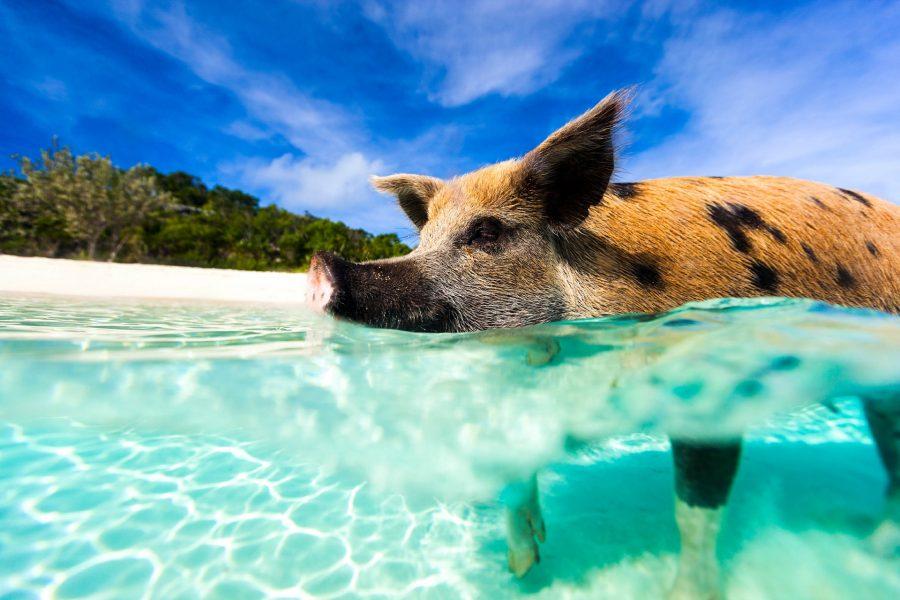Swimming pig on Big Major Cay