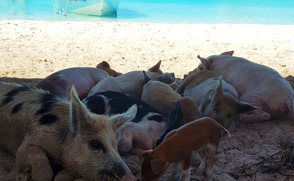 Sleeping pigs on the beach of Big Major Cay