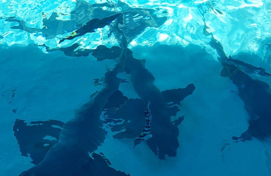 Swimming with nurse sharks in the Bahamas