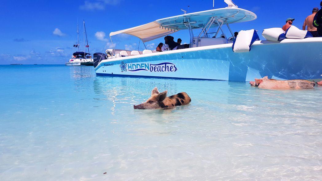 Swimming pigs in the Bahamas