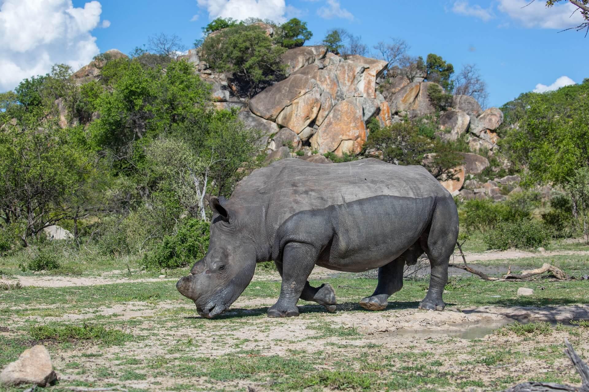 A white rhinoceros grazing in the national park in Zimbabwe.