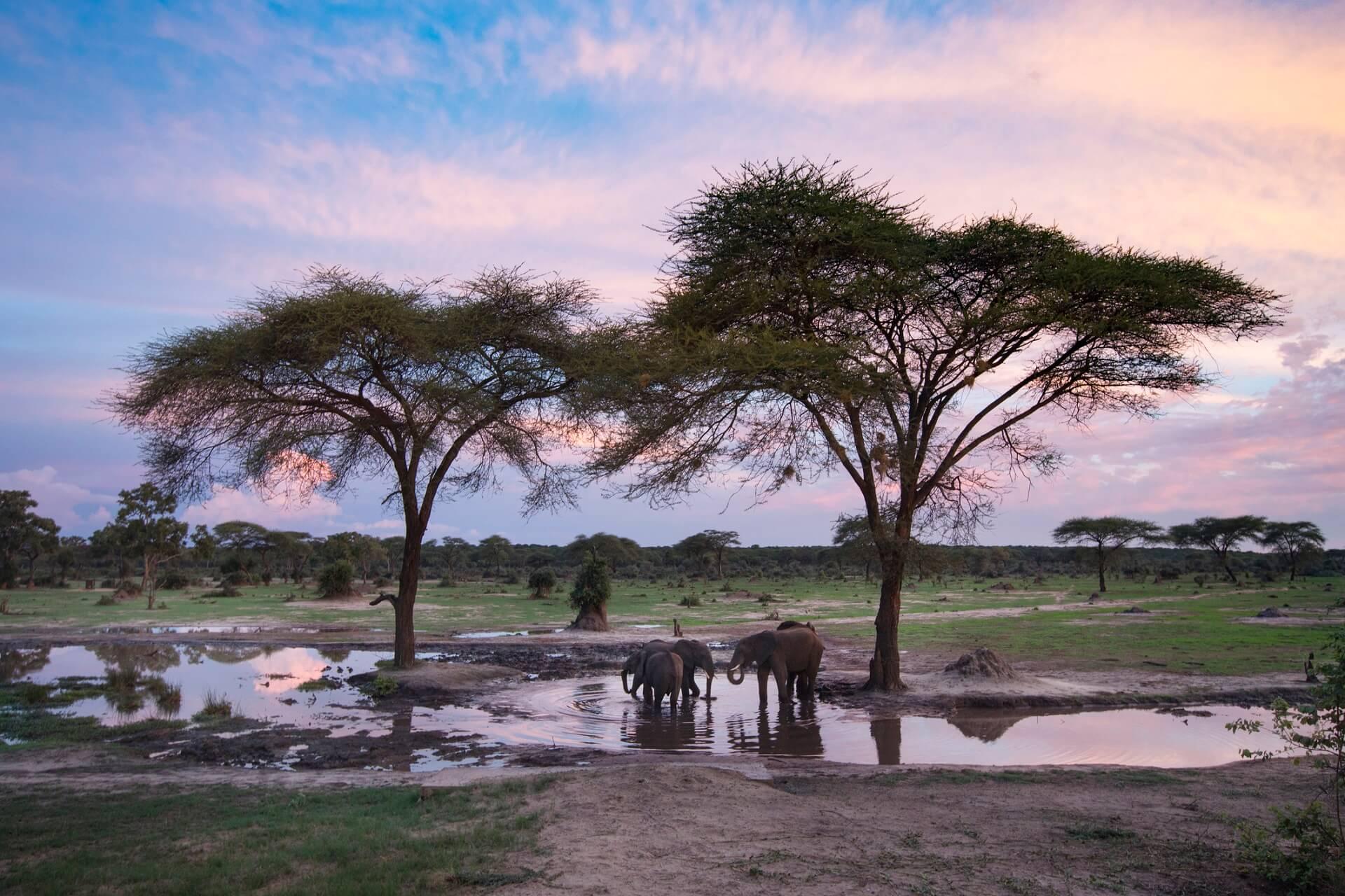 A herd of elephants stands at a waterhole under trees in Hwange National Park, Zimbabwe.