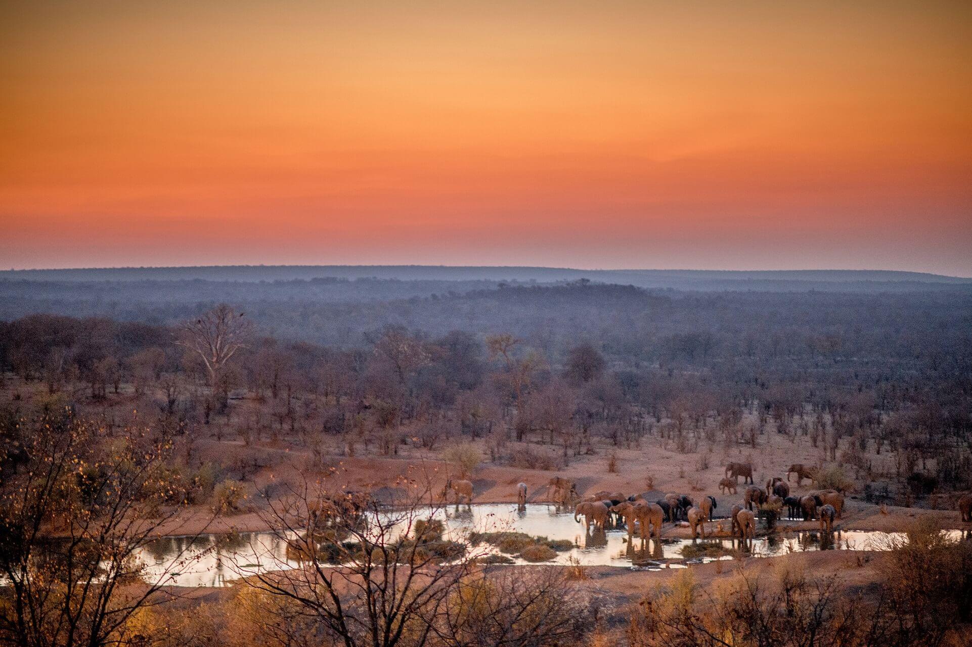 A herd of elephants stands at a waterhole at sunset in Hwange National Park, Zimbabwe.