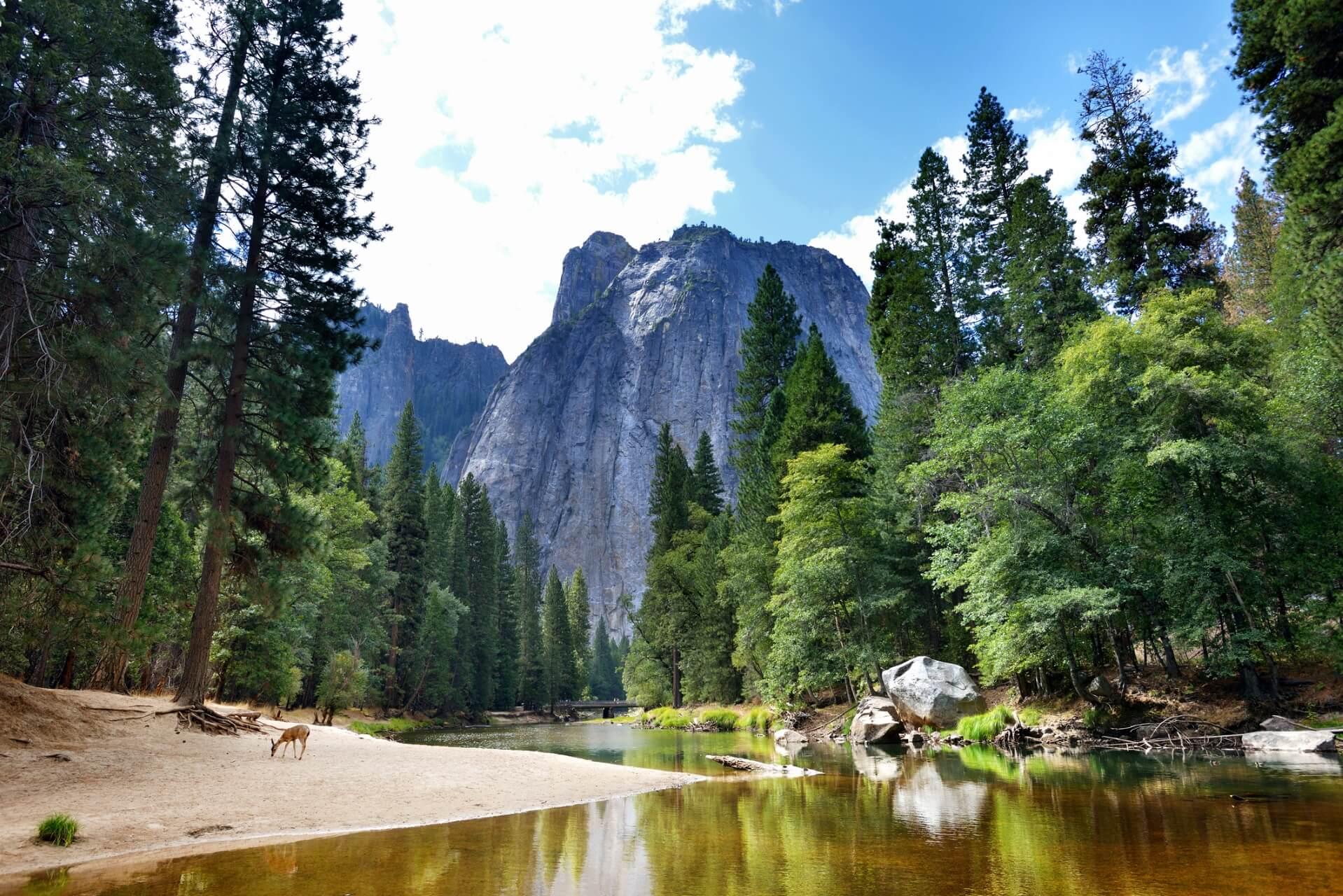 Forest with tall firs and deciduous trees surrounds a clear river. On the right, a large boulder at the shore, on the left, sandy beach with a deer. In the background, a majestic mountain backdrop under a blue sky.