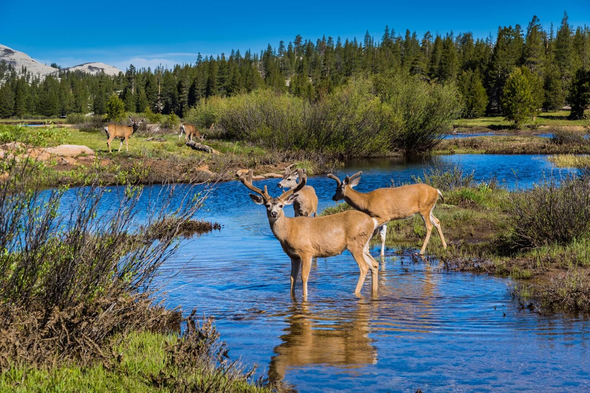Three mule deer stand in the clear river water, surrounded by lush greenery and bushes in the foreground. In the background, dense coniferous forests stretch beneath a clear blue sky.