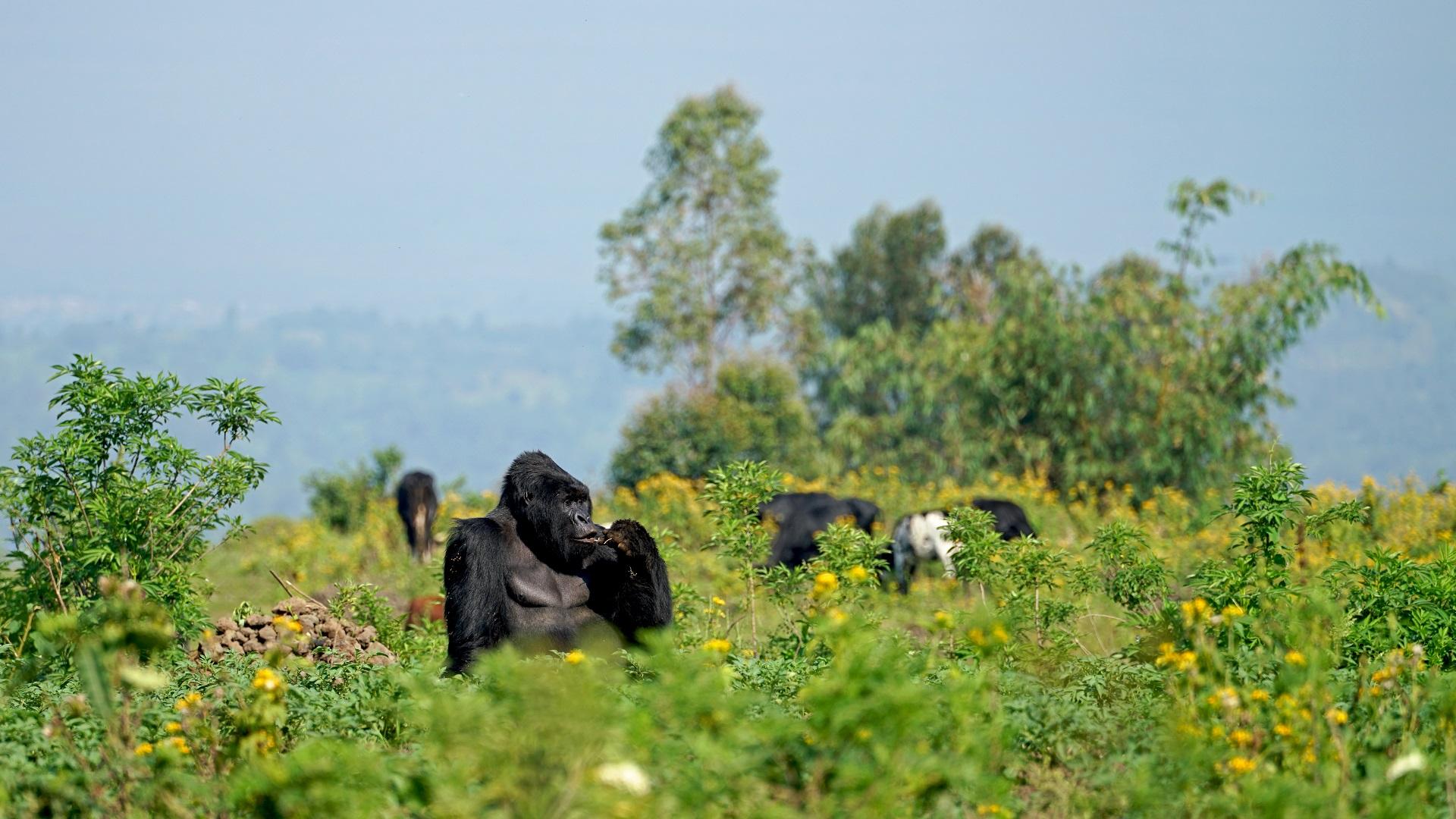 A gorilla in the Congo rainforest