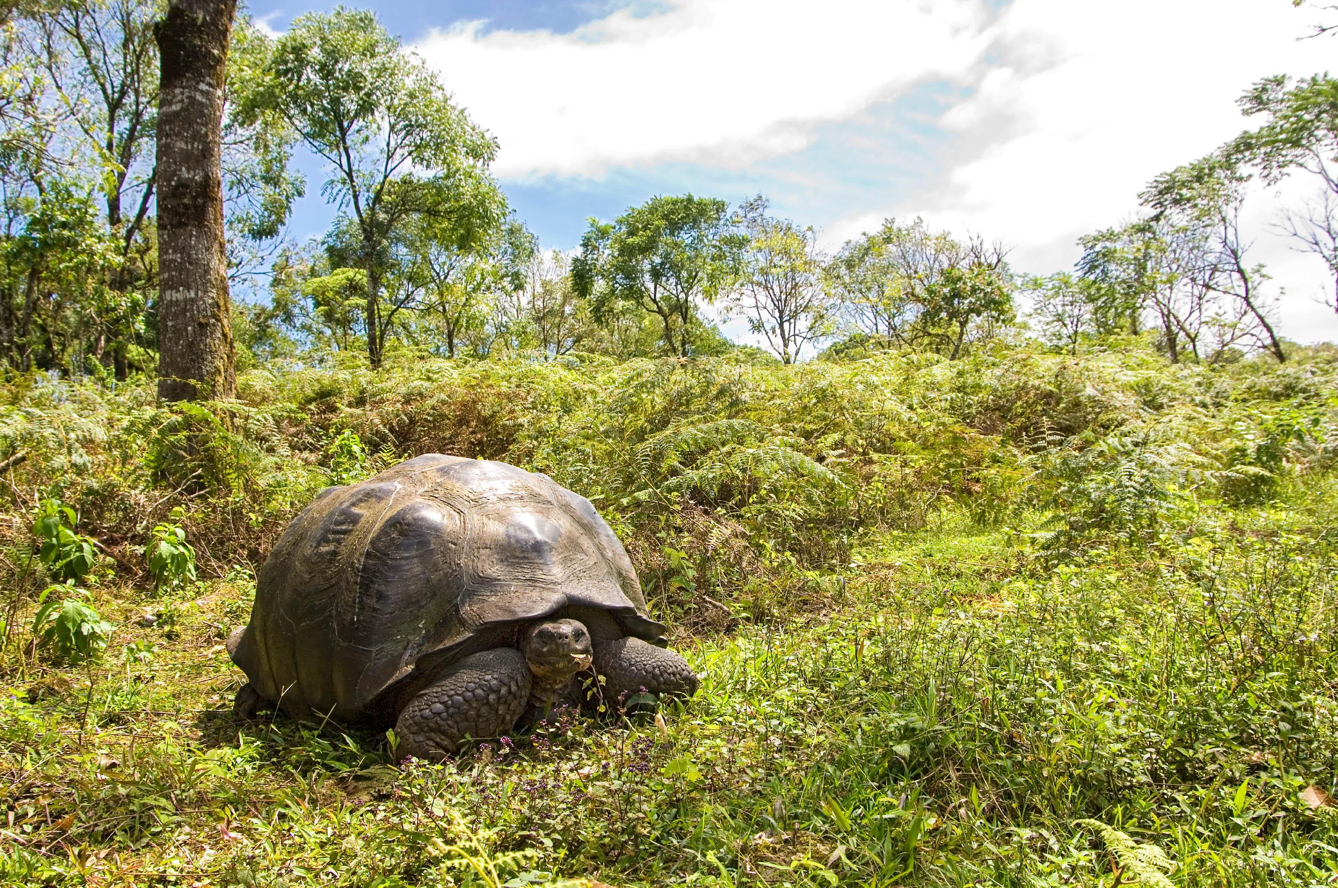A turtle in the Galapagos Islands