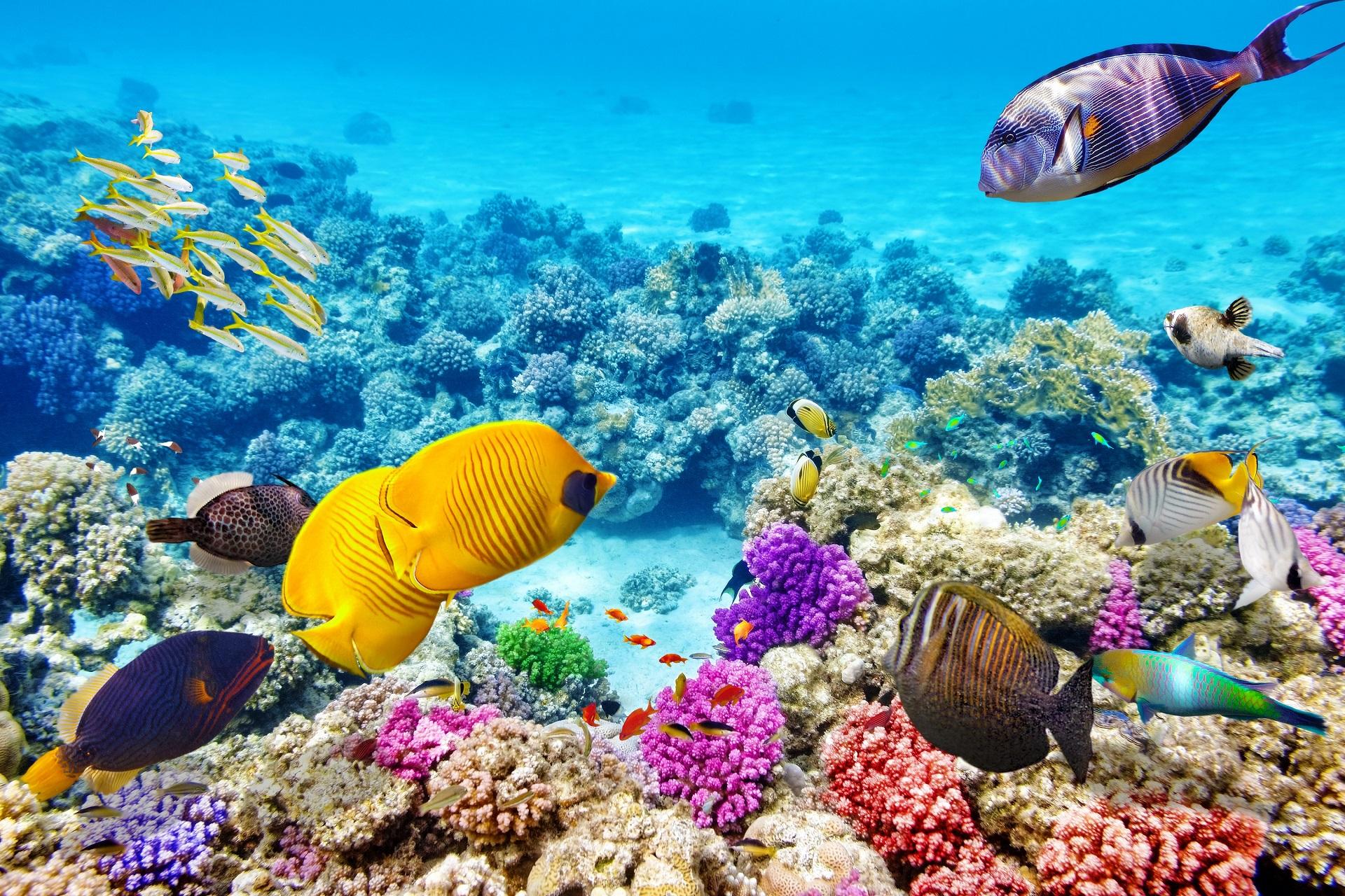 Fish at the Great Barrier Reef in Australia