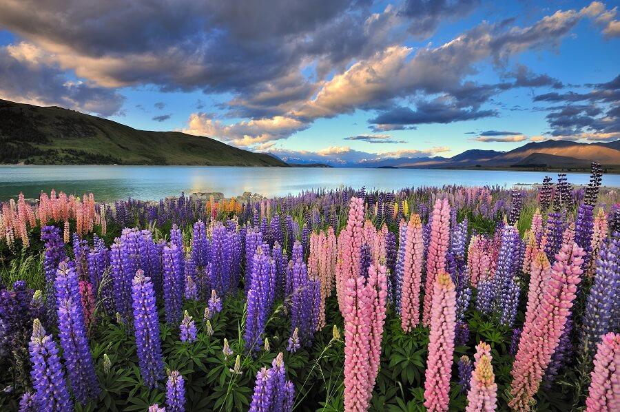 Lake Tekapo in New Zealand