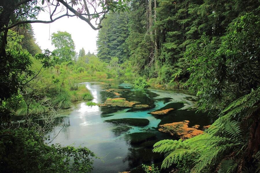 Hamurana Springs in New Zealand