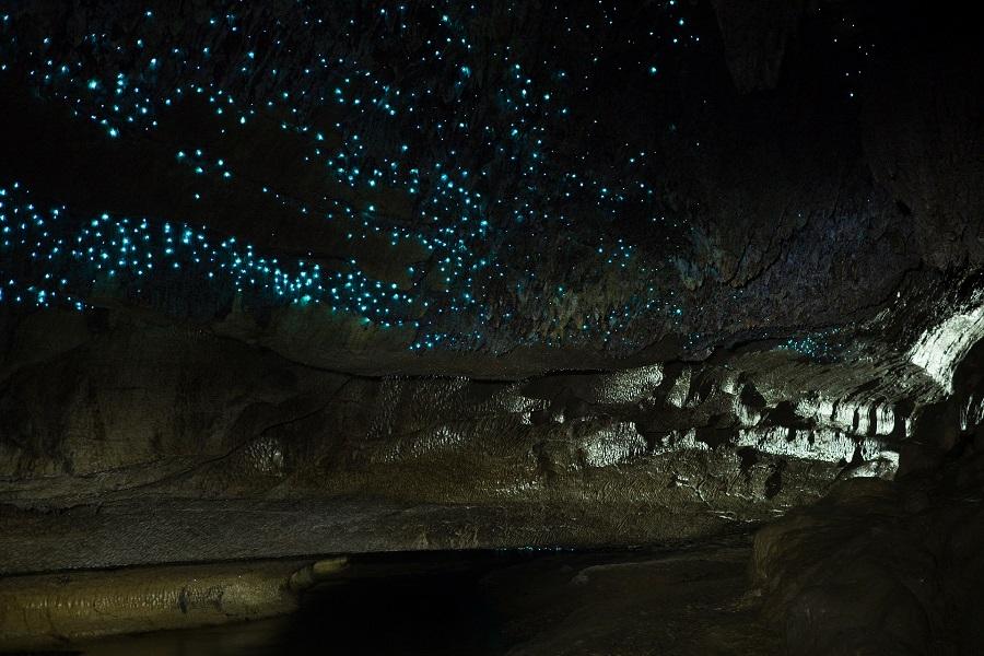 Glowworm Cave Waipu Caves in New Zealand