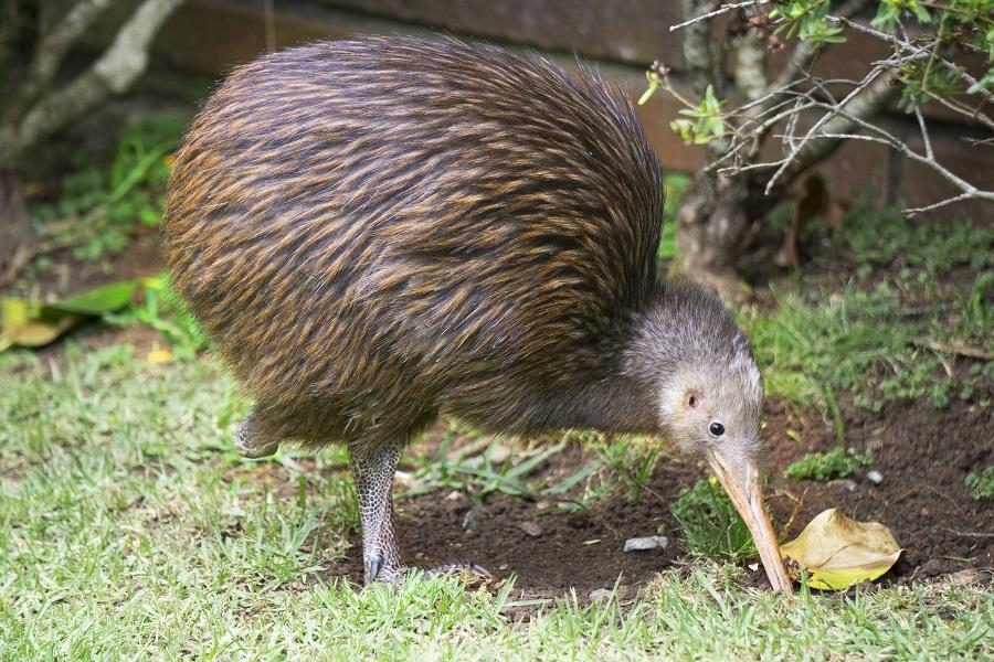 The national bird Kiwi in New Zealand is very shy