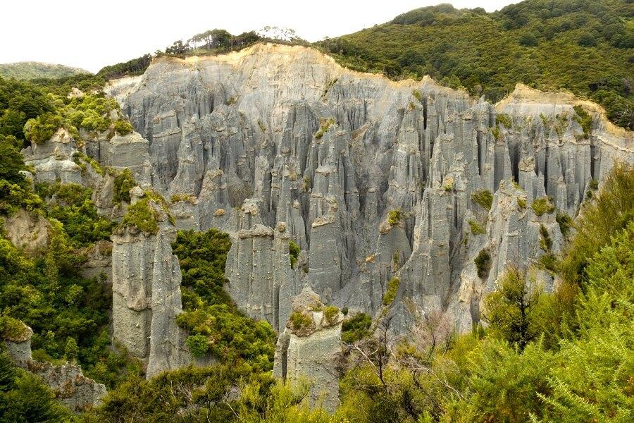 Aorangi Forest Park in New Zealand