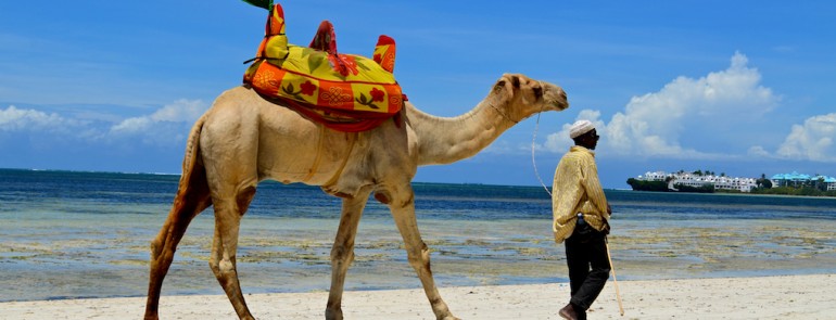 Camel on the beach in Mombasa, Kenya