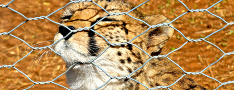 Cheetah, Born Free Foundation, Addis Ababa, Ethiopia